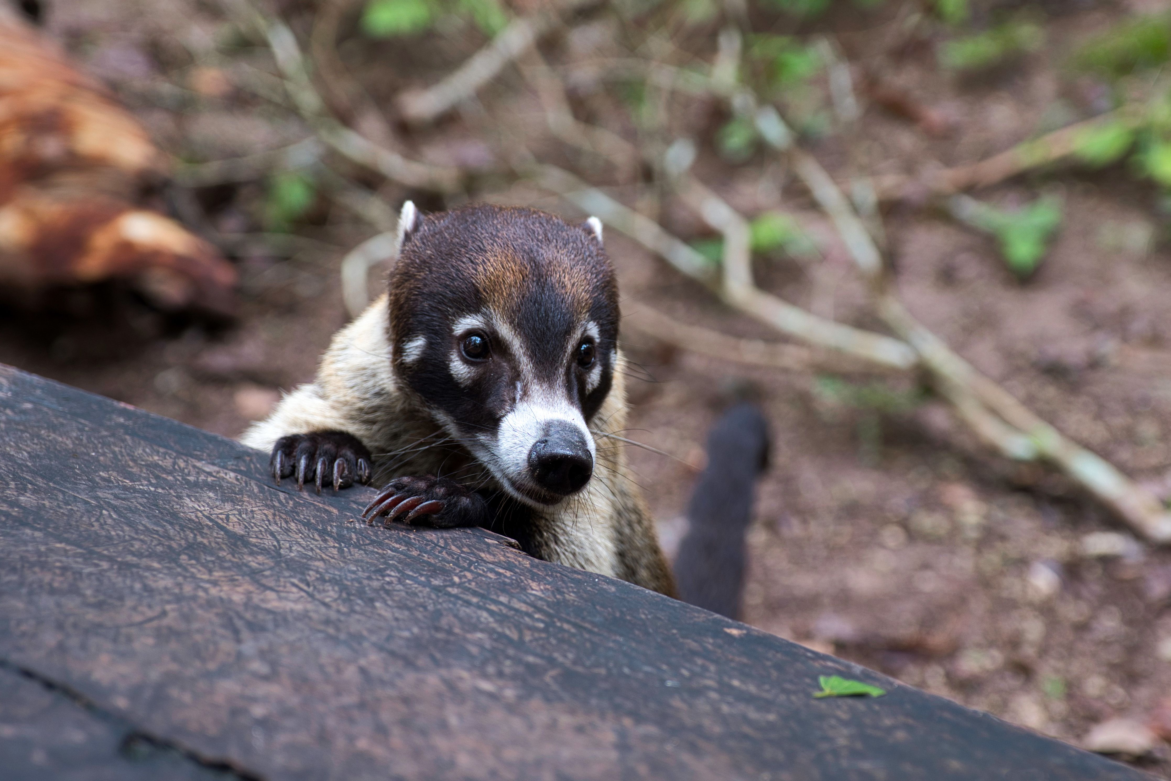 83 Jančička Lukáš - Guatemala - Coatimundi neboli Nosák bělohubý, obývající ruiny starověkého mayského města Tikal 83 Jančička Lukáš - Guatemala - Coatimundi neboli Nosák bělohubý, obývající ruiny starověkého mayského města Tikal