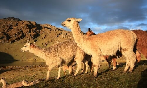 Jihoamerické lamy