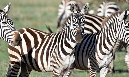 Národní park Serengeti