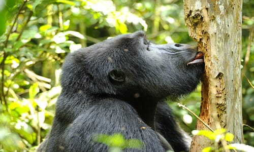 Uganda - perla Afriky