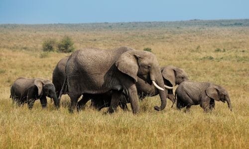 Naše safari snů - Keňa, Tanzanie a Zanzibar