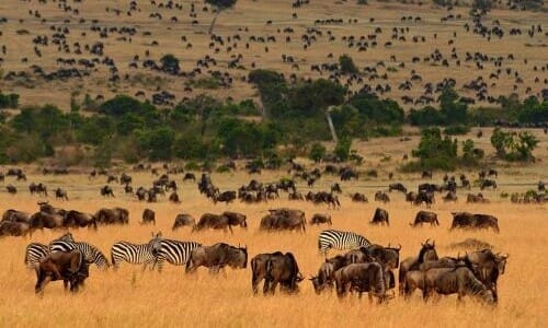 Když se země dá do pohybu. Zažila jsem Velkou migraci v Tanzanii