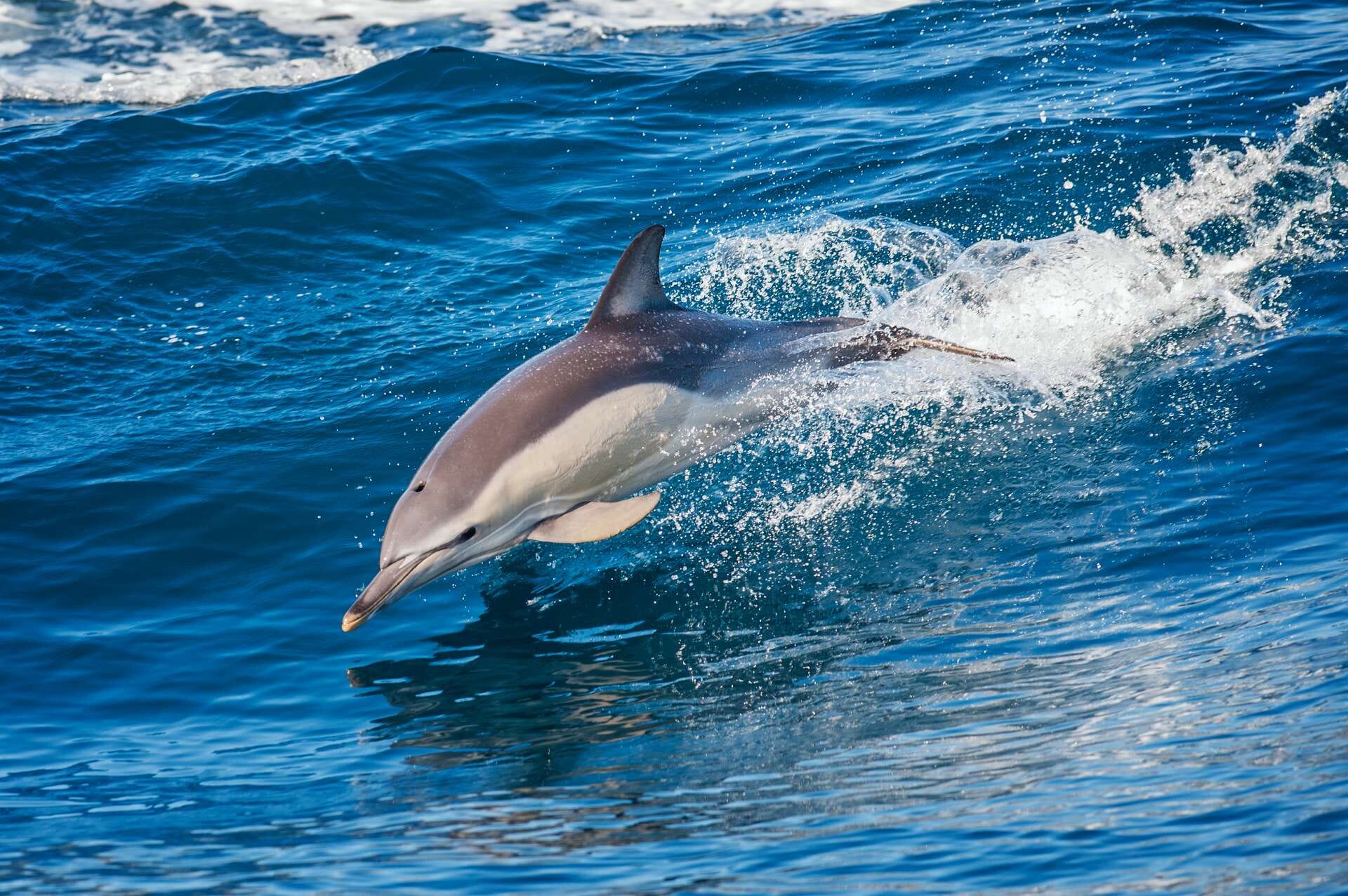 Madeira