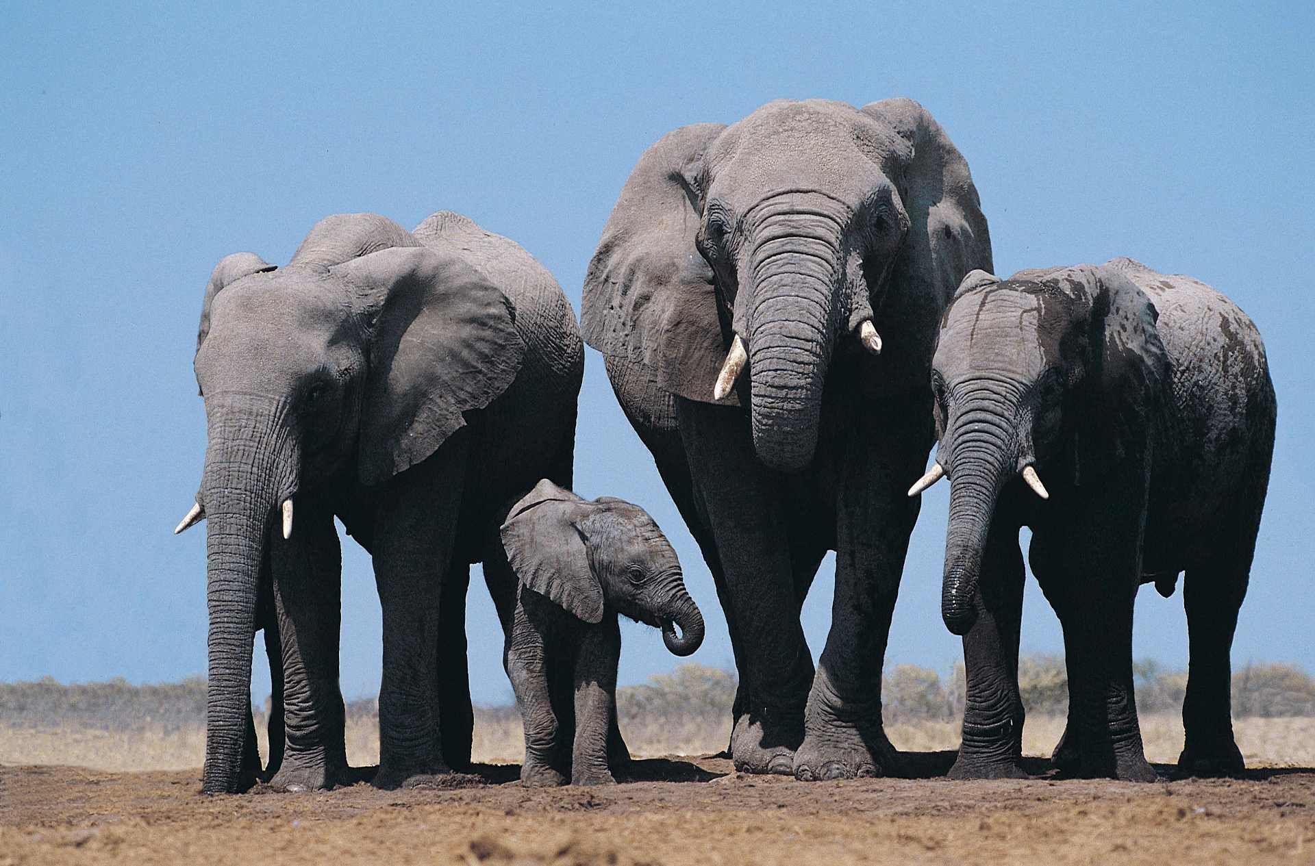 Elephant множественное. Четыре слона. Семья слонов. Фото слонов. Дикие слоны.