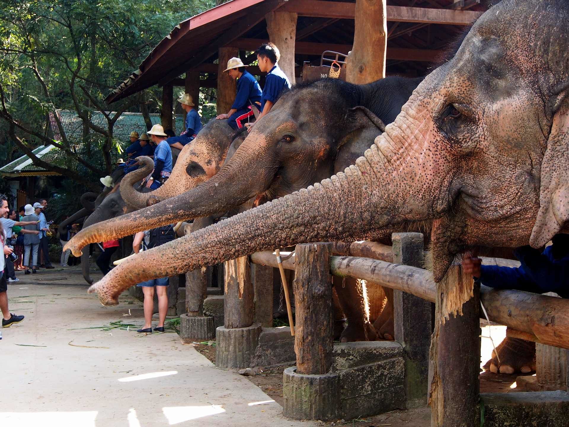 Thajsko - Chiang Mai - Exkurze do sloního kempu