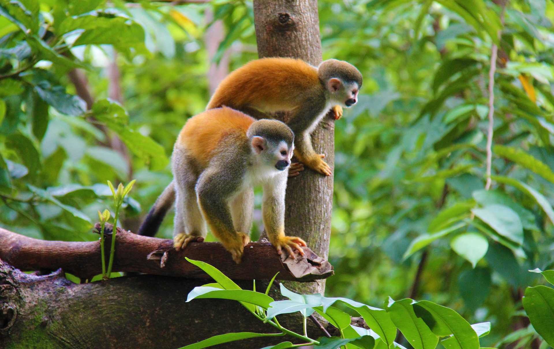 Kostarika - Deštný prales Monteverde - Kotul veverovitý Kostarika - Deštný prales Monteverde - Kotul veverovitý