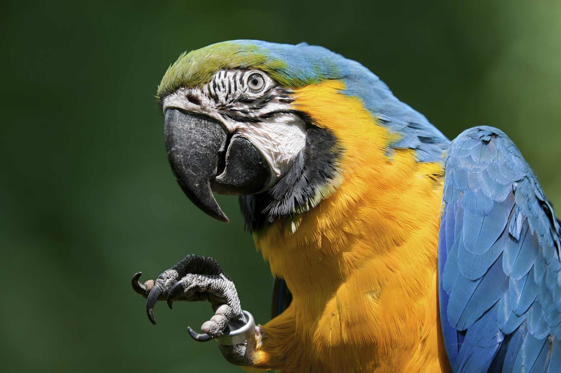 Kostarika - Deštný prales Monteverde - Ara Ararauna Kostarika - Deštný prales Monteverde - Ara Ararauna