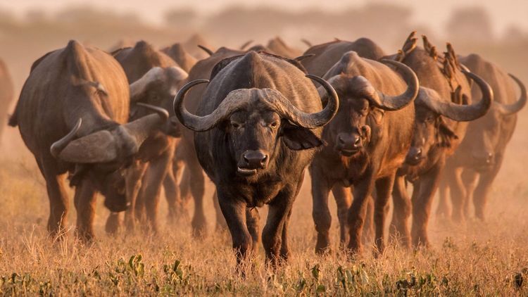 Keňa - hory, safari, moře