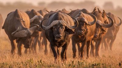 Keňa - hory, safari, moře