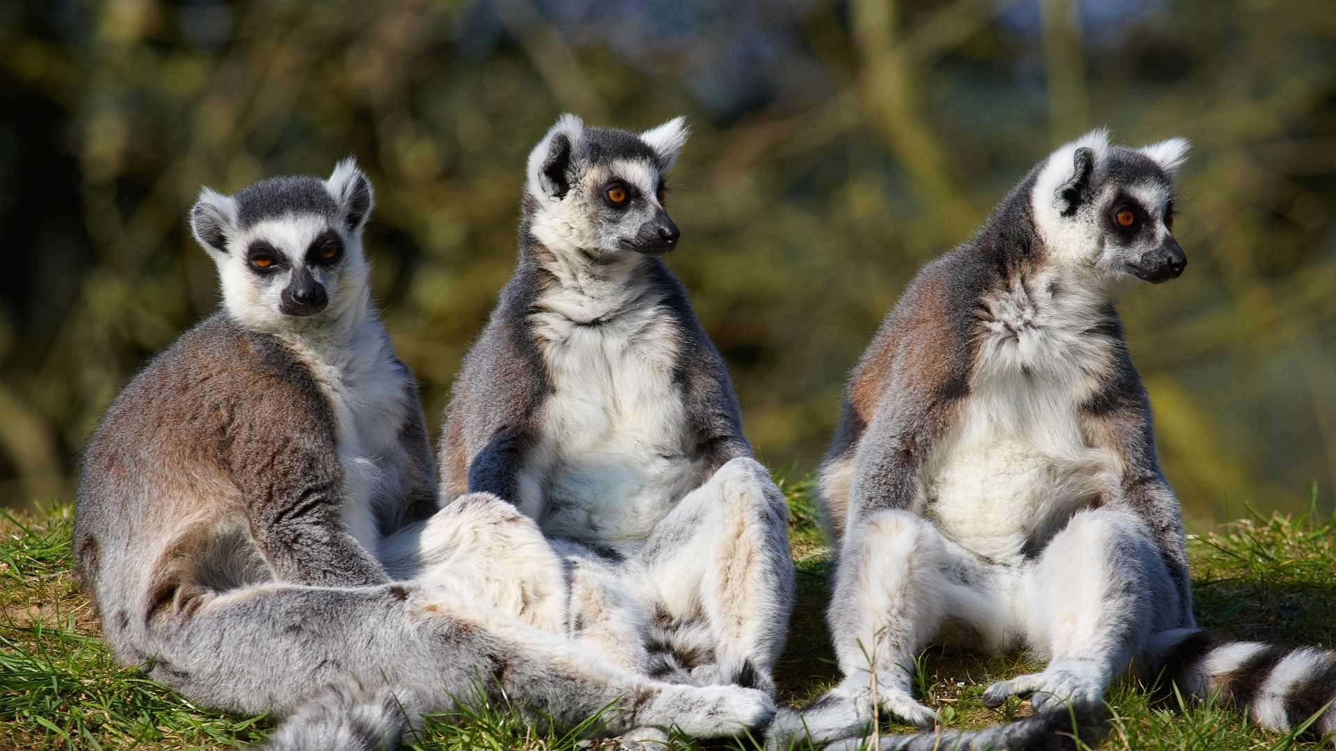 Co je typické pro Madagaskar?