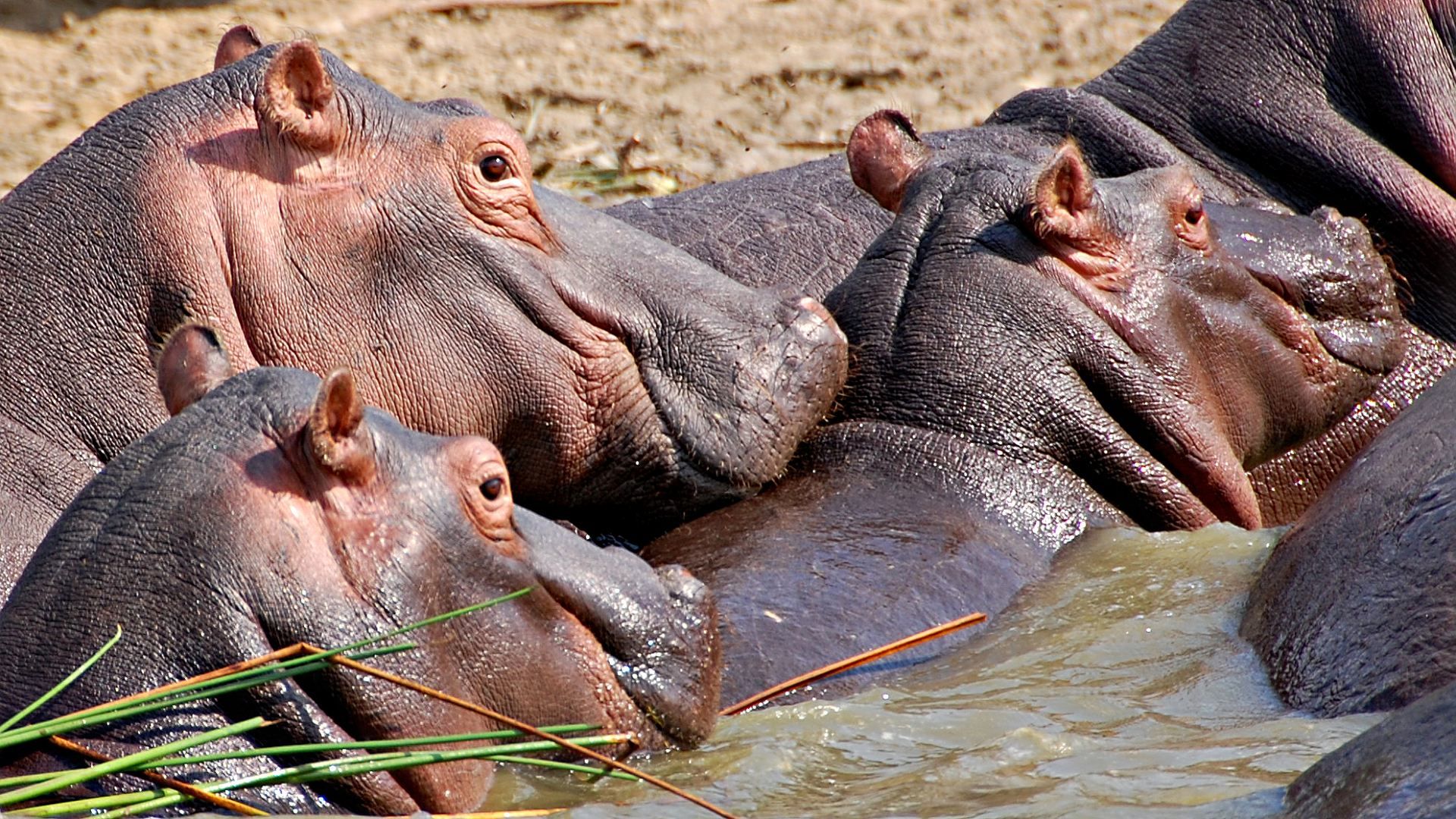 Malawi