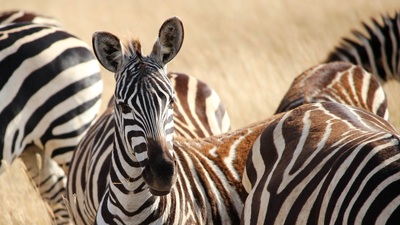 Tanzanie