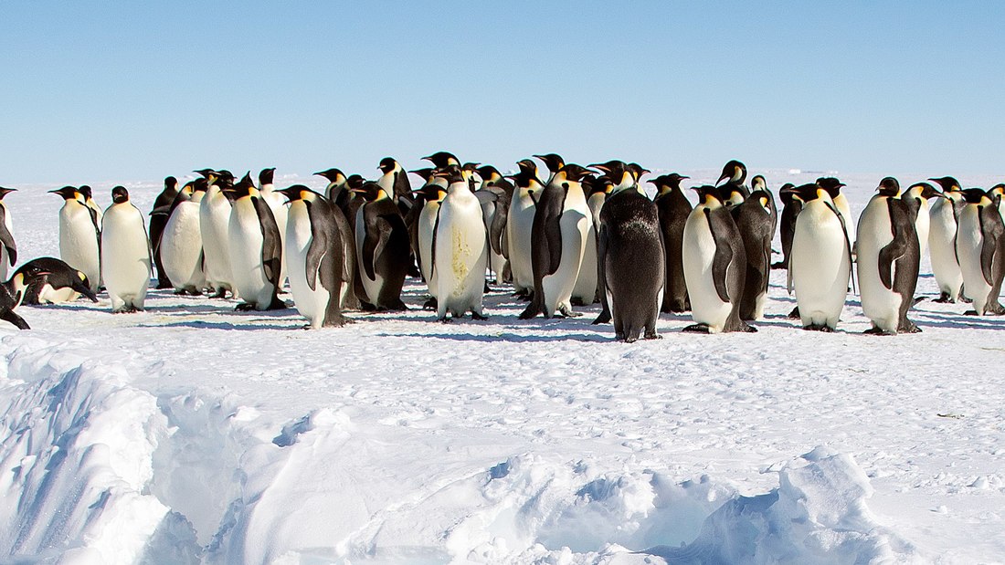 Место обитания пингвинов. Королевский пингвин в антарктиде. Королевский пингвин презентация. Происхождение пингвинов. Численность пингвинов.