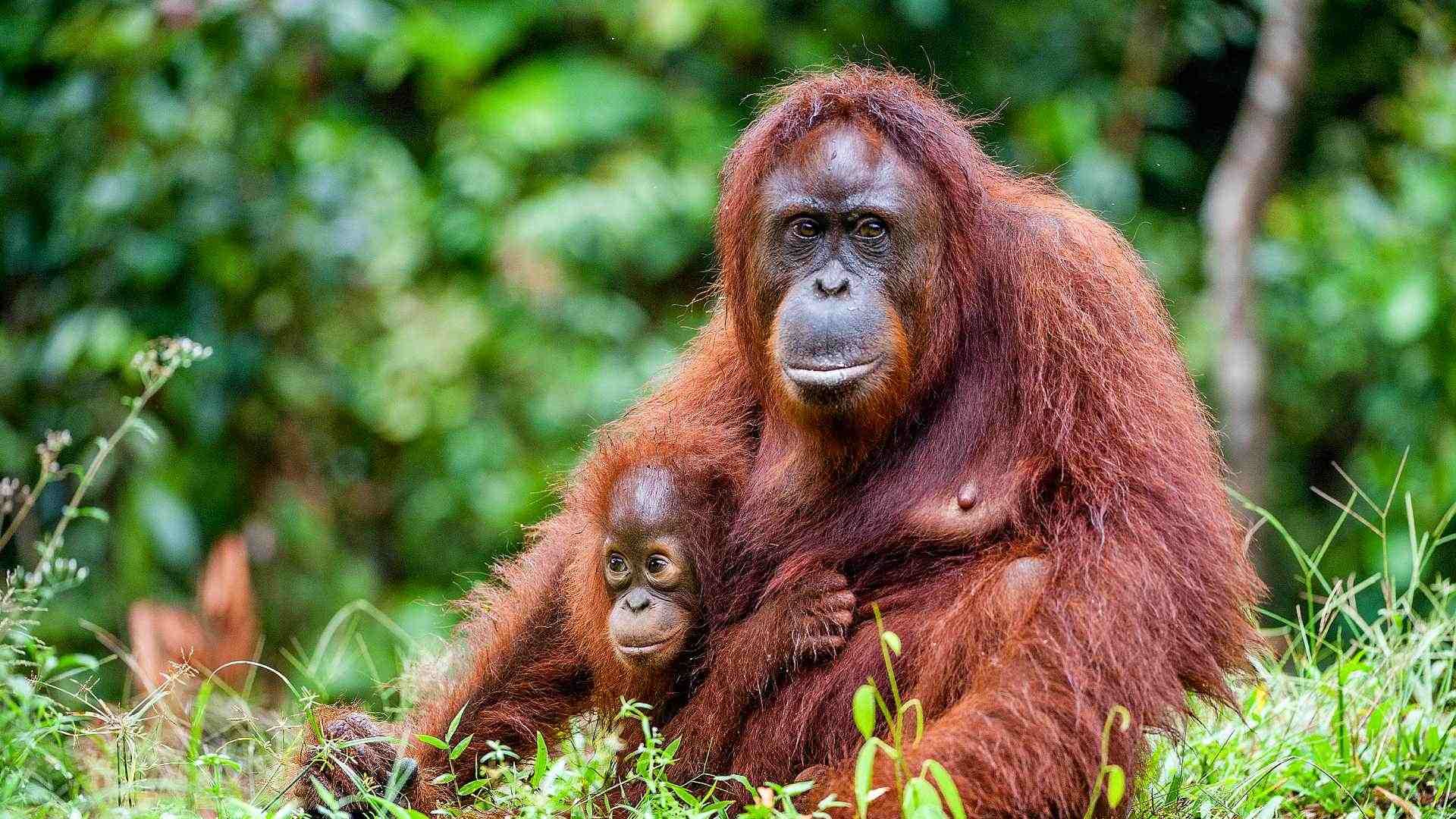 Borneo