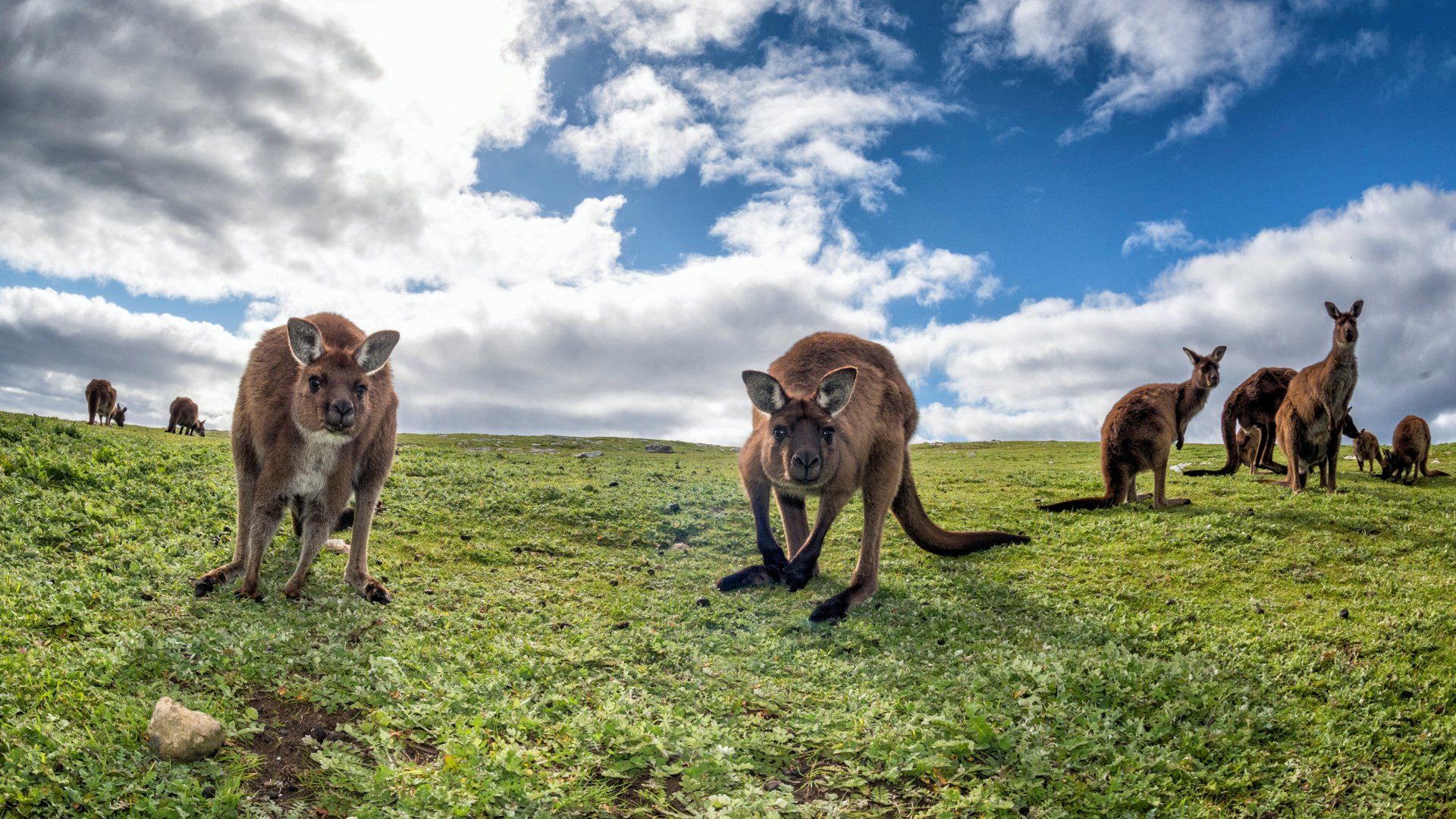 Austrálie