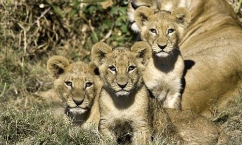 LIVINGSTONE naděluje vánoční dárky za 50 000 Kč!