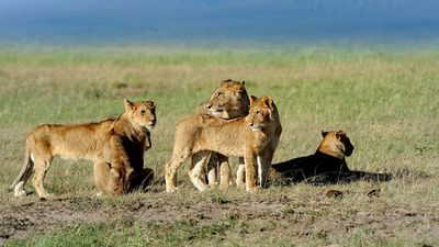 Tanzanie safari - Zanzibar
