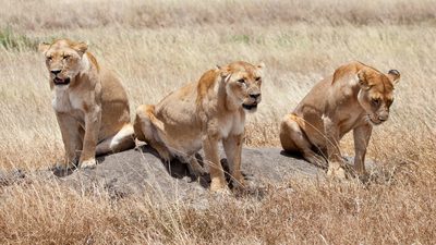 Keňa - Tanzanie safari - Zanzibar