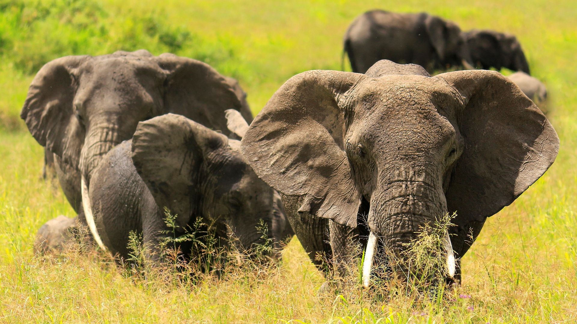 Keňa - Tanzanie safari - Zanzibar