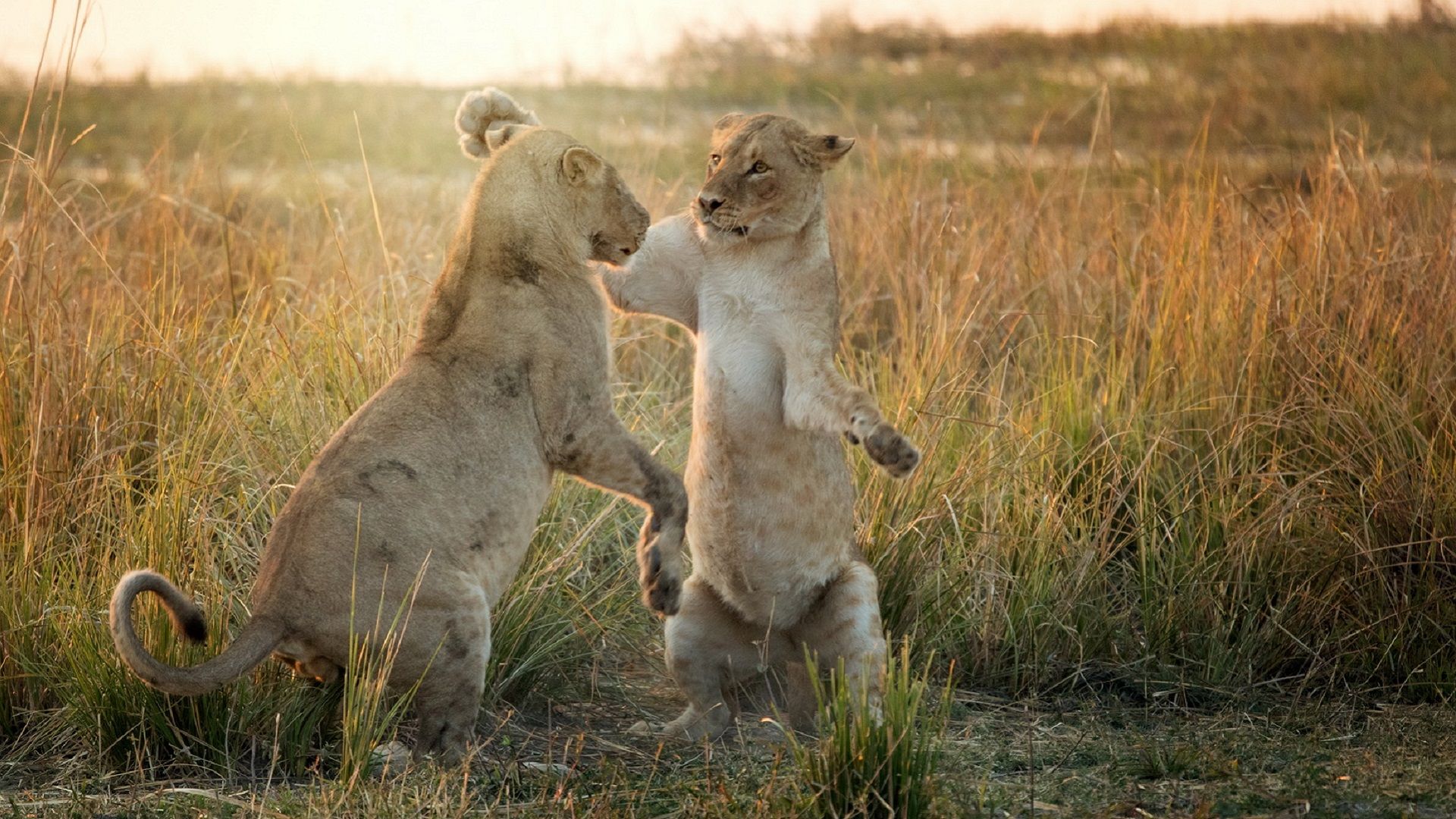 Keňa - Tanzanie safari - Zanzibar