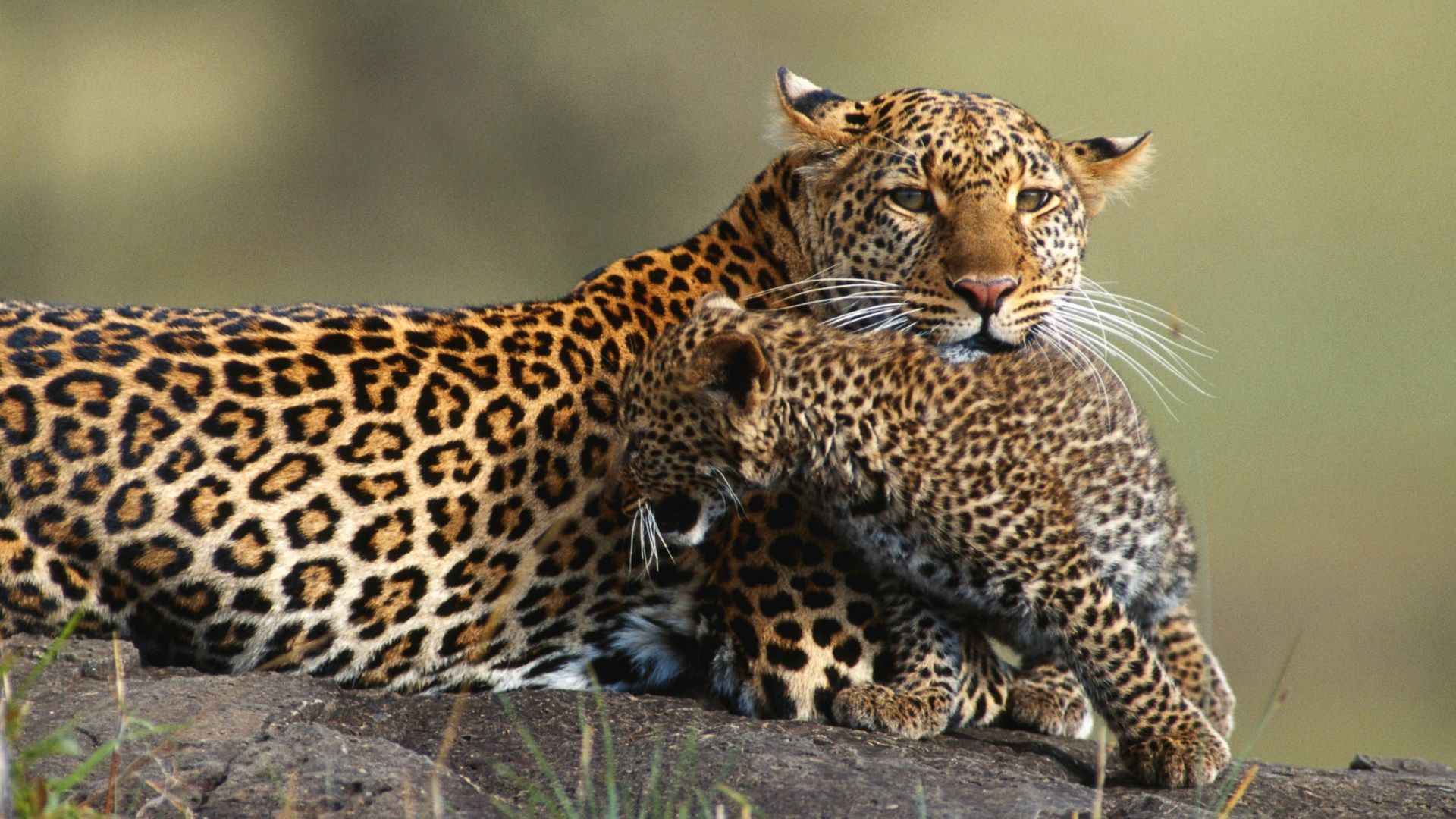 Tanzanie safari - Zanzibar