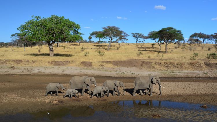 Keňa - Tanzanie safari - Zanzibar