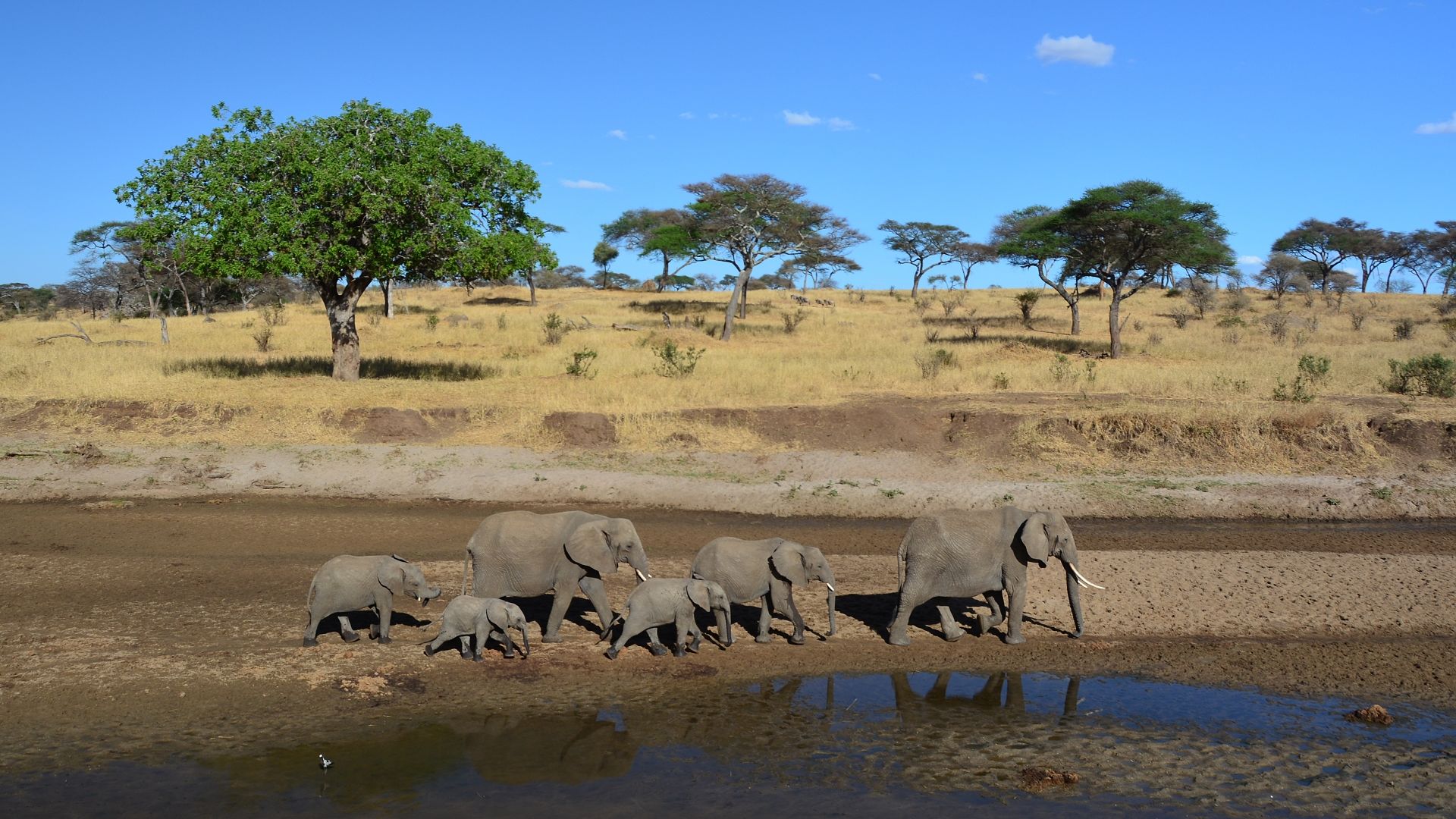 Keňa - Tanzanie safari - Zanzibar