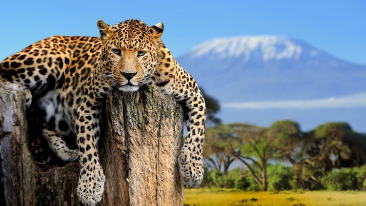 Tanzanie safari - Zanzibar