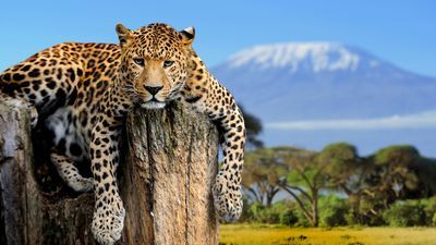 Tanzanie safari - Zanzibar