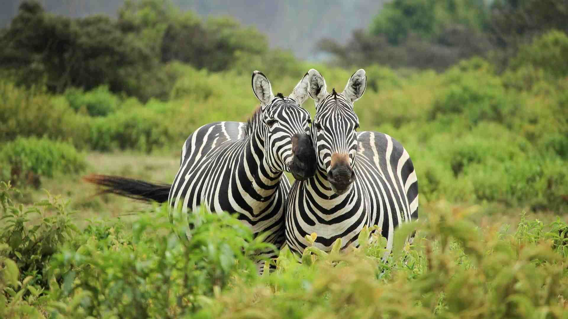Keňa - Tanzanie safari - Zanzibar na Silvestra