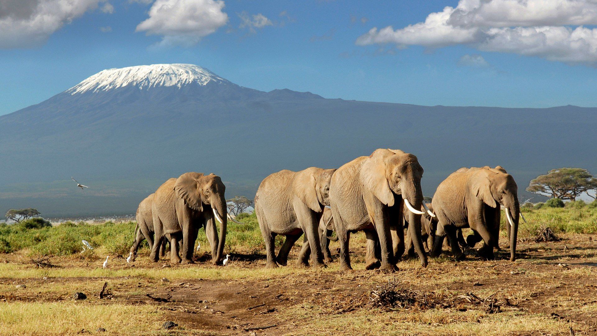 Mount Meru - Kilimandžáro - safari