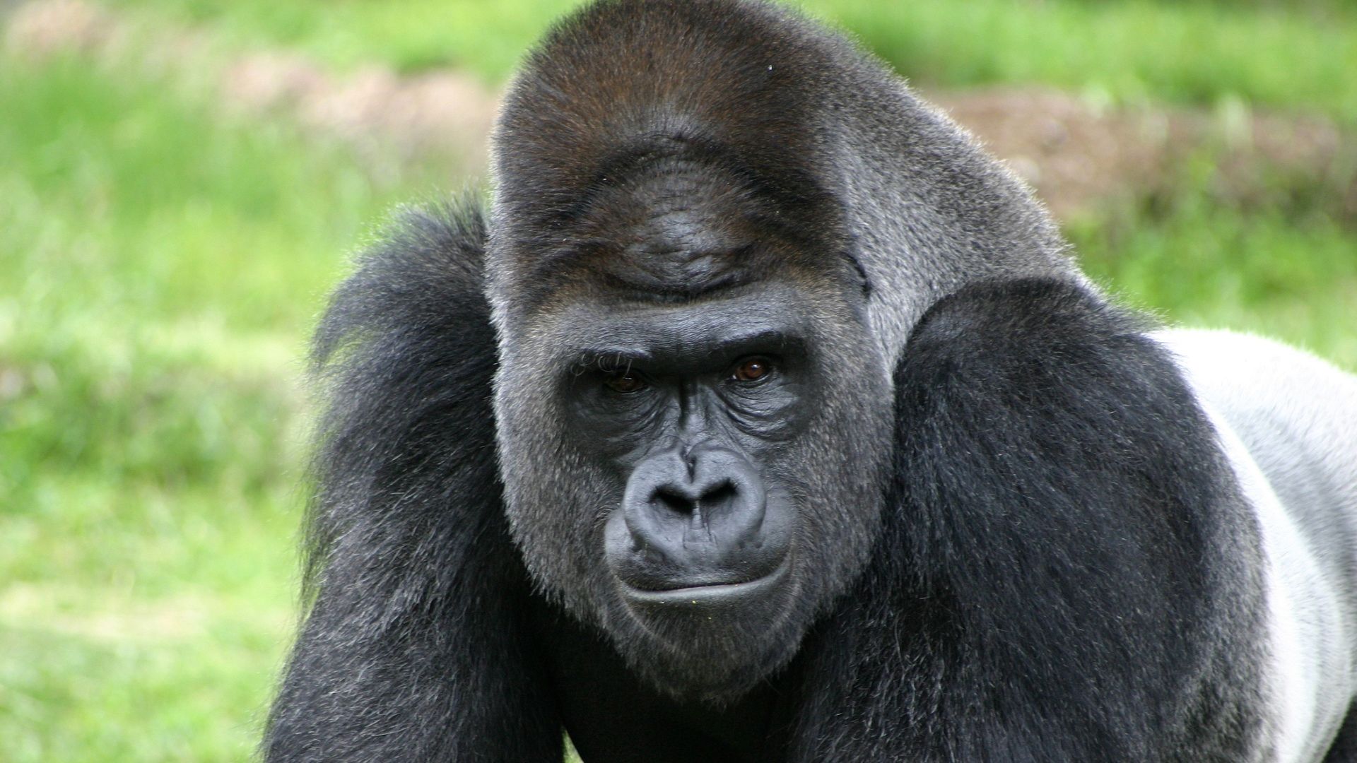 Perly Ugandy - horské gorily a lodní safari