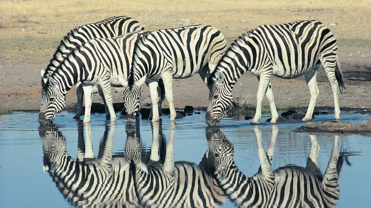 Zimbabwe - Botswana - Namibie - JAR