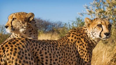 Zimbabwe - Botswana - Namibie - JAR