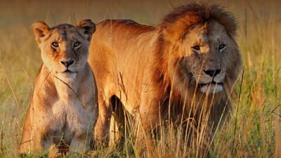 Uganda - Tanzanie - Zanzibar