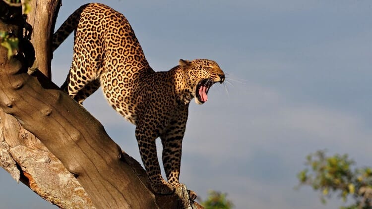 Uganda - Tanzanie - Zanzibar