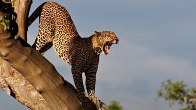 Uganda - Tanzanie - Zanzibar