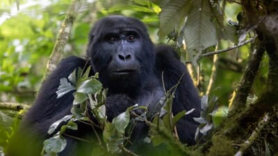 Uganda - setkání s gorilami