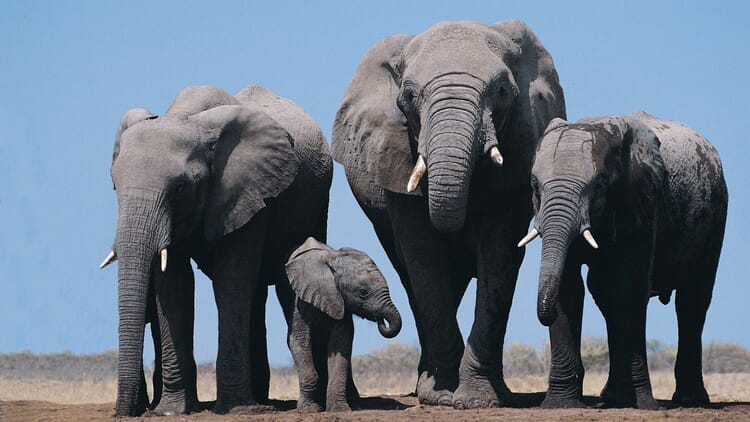 Zážitková Tanzánie - Zanzibar