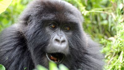 Rwanda - Uganda