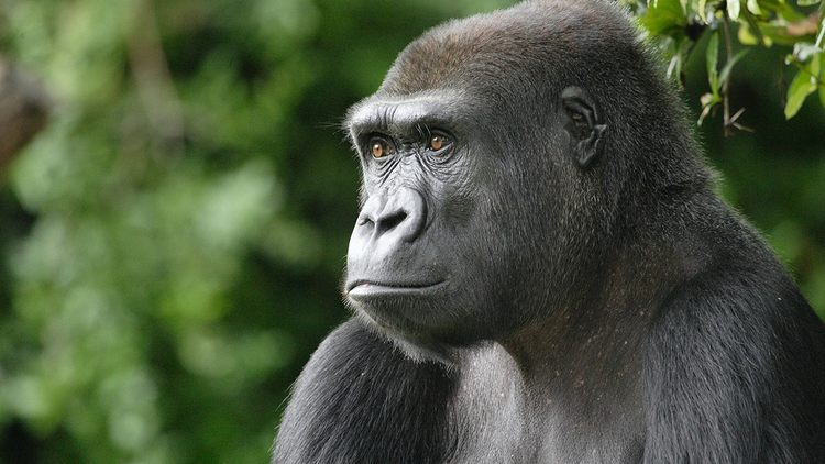 Gabon a ostrovy Sv. Tomáše a Princův