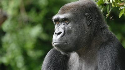 Gabon a ostrovy Sv. Tomáše a Princův