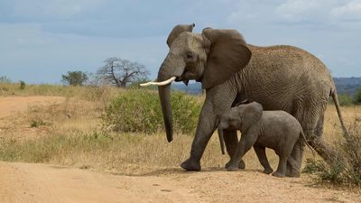 Tanzanie safari - Zanzibar