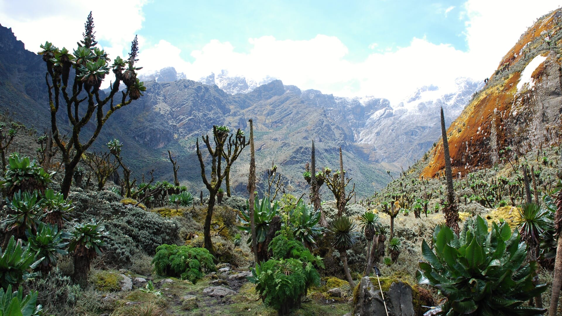 Uganda - Ruwenzori - horské gorily