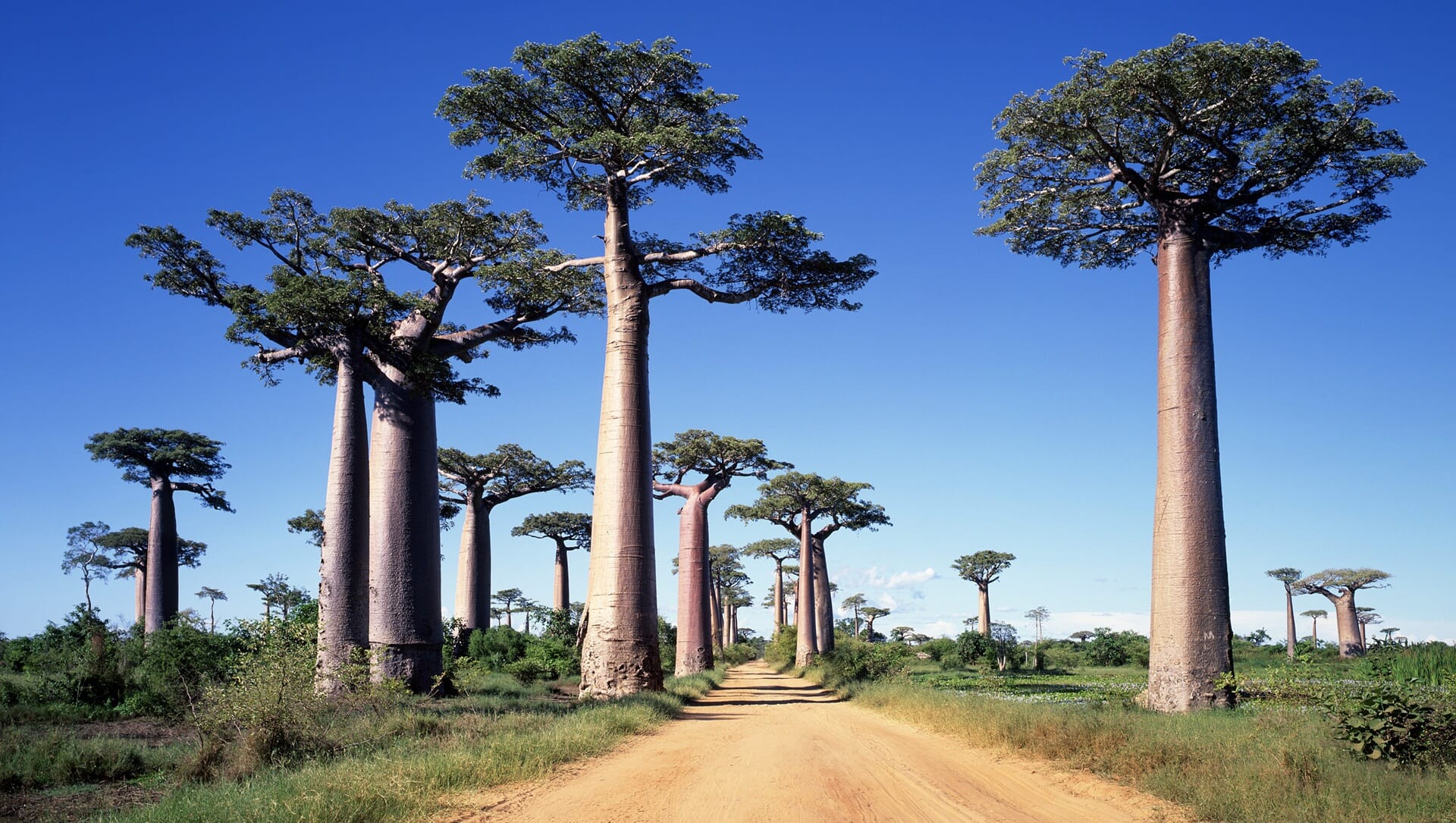 Dobrodružný Madagaskar