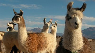 Peru - Bolívie