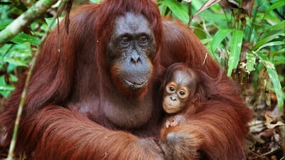 Pohodové Borneo